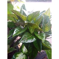 aglaonema green plants..