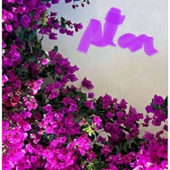 Rare Bougainvilleas. Rooted and cuttings-Thimma, Splash, Star Purple,SalmonOrange. 2 stems/ cuttings