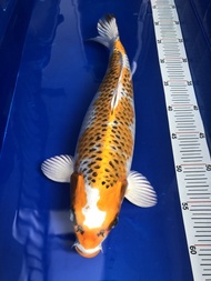 Ikan koi kujaku import koshiji koi farm 45cm