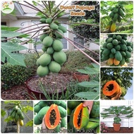 🌞Dwarf Papaya Seeds | 10 Seeds | Hybrid Fruit | Bonsai Tree | Indoor Tropical Garden