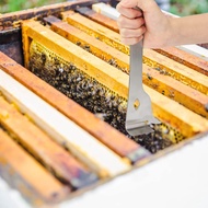 Beekeepers Hive Tool 10 inch Beekeeping Equipment,Cleaning Your Beekeeping Supplies and Bee Hive,Sta