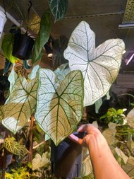 彩葉芋 白色戀人彩葉芋 Caladium ‘White Christmas’