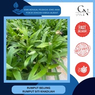 Cemara Nursery || Rumput Siti Khadijah/Rumput Beijing