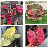 Pokok Keladi Thailand 3/Caladium Thailand