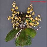 [ Species ] Phalaenopsis chibae Miniature Orchid