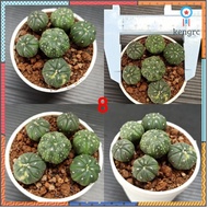 แอสโตรด่าง(astrophytum asterias variegated) #แอสโตรด่าง ยอดขายดีอันดับหนึ่ง