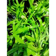 Rumput Beijing/ rumput siti khadijah viral