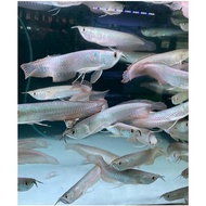 Arowana Silver - Arwana Brazil Ikan Hias Predator Aquarium
