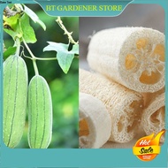 5 Pcs Luffa Gourd Seeds / Benih Labu Luffa / Sponge Gourd 香肉丝瓜种子 Ready Stock Sarawak