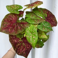 Caladium Sassy (Red Variegated)