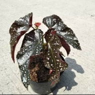 Tanaman Hias Begonia Mocca//Begonia mocca