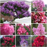 Pokok Lagerstroemia Bungor double dynamite dark purple hybrid