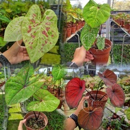 🪴Clearance Stock🪴TKL - Caladium Mix Random Pick @ 4 FREE1 for RM25 only 🪴清仓大促销🪴彩叶芋品种 @4送1