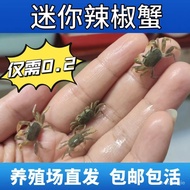 Mini Pepper Crab Ornamental Crab Aquarium Wholesale Live Little Crab Hand Crab Hermit Crab Stall Live Little Crab