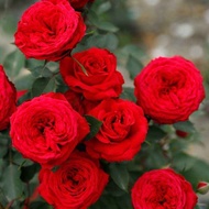 Miniatur Taman Huihui Rose Monte Carlo Merah Berbunga Berbunga Balkoni Taman Pasu Bunga