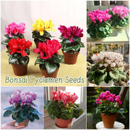 ปลูกง่าย เมล็ดสด100% เมล็ดพันธุ์ ไซคลาเมน บรรจุ 200 เมล็ด สีผสม Cyclamen Flower Seed เมล็ดดอกไม้ คิคลาเมน บอนสีราคาถูก เมล็ดบอนสี ต้นไม้มงคล บอนสี ดอกไม้ปลูกสวยๆ เมล็ดพันธุ์ดอกไม้ ไม้ประดับ พันธุ์ดอกไม้ ดอกไม้ปลูก แต่งบ้านและสวน Seeds for planting