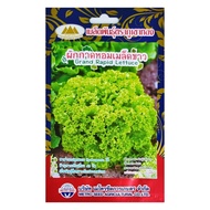 เมล็ดผักกาดหอมเมล็ดขาว Grand Rapid Lettuce MT/LT-17 เมล็ดผักกาดหอม เมล็ดพันธุ์ผักกาดหอม ตราภูเขาทอง