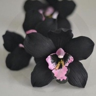 best tanaman hias anggrek dendrobium black papua-anggrek hitam dendro