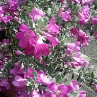 Keratan Texas Sage purple plant Cutting