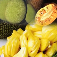 POKOK NANGKA MADU J33 HYBRID