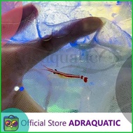 New (INSTANT BANDUNG) IKAN HIAS AIR LAUT UDANG PELET PELLET