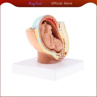 MagiDeal 9th Month Fetus/Foetus   Models Human Fetal Development Model Lab Supplies Educative