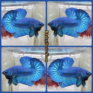 Ikan Cupang Plakat Royal Blue Male Line Avatar Gordon Size Medium