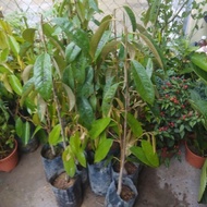 Pokok Durian IOI (D101)
