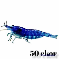 udang hias blue diamond indukan 50 ekor