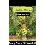 (PROMO) benih kelapa tacunan THAI, matag, sgg, pandan Ready stock