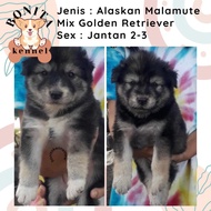 Alaskan Malamute Mix Golden Retriever Anak Anjing Jantan Betina