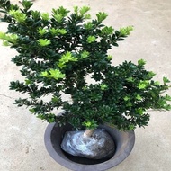 【名贵/易造型】珍珠雀舌米叶圆叶黑珍珠罗汉松树苗盆景盆栽花卉绿植四季长青 BHU8