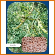 ✲ ◫ Kardis/Kadyos (15 seeds) Pigeon Pea
