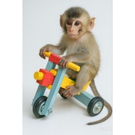 3-wheeled mini bicycle toy for monkeys,/s, and corns