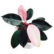 Terbaru tanaman hias daun philodendron pink congo
