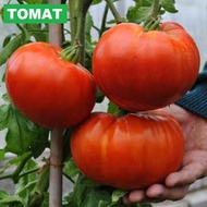 TOMAT JUMBO / TOMAT RAKSASA - COD - 3 Biji / Benih / bibit ( TOMAT JUMBO / GIANT TOMAT / TOMAT RAKSA