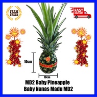 Cute Baby MD2 Pineapple / MD2 Baby Nanas / 可爱宝宝黄梨 / Sweet / Manis / Ong Lai【FRESH FROM LOCAL FARM】