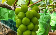 【挑戰超低價！韓國麝香葡萄原裝箱4.8kg(8盒)】翠綠色澤 如同寶石般珍貴