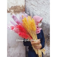 Lagurus Buny Tail Ekor Kelinci Hiasan Buket Bunga Kering Dekorasi Rustic Dried Flowers Mahar Craft