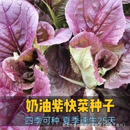 Purple Cabbage Seeds Purple Cabbage Seeds Purple Cabbage Seeds Four Seasons Purple Cabbage Seeds Pot