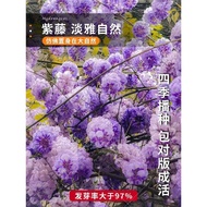 Wisteria Seed Double-Petaled Wisteria Flower Seed Flower Seed Climbing Vine Plant Flower Seed Low Wi