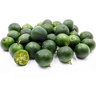 Pokok Limau Kasturi (Calamansi Lime Tree)