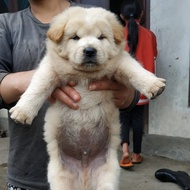 Dijual Anjing Kintamani Mix Golden Good Quality Tbk