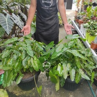 Philodendron Burle Marx Jumbo Pot 40 / Philo Brekele Jumbo