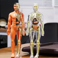Anatomy Human Body Human Body Anatomy Model 1set Human Body Anatomy Torso Model Body Anatomy Teachin