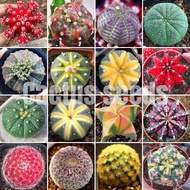 [Fast Growing] Mix 70pcs Rare Succulent Seeds Cactus Seeds for Sale  Air Purifying Cactus Plants Seeds Garden Succulent