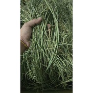 Super Premium Timothy Hay 【Single Compression】 【Dust filtration】