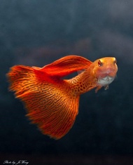 Albino Red Lace Guppy Live Fish Aquarium