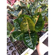 [✅Baru] Aglaonema Black Moonlight Gerhana Jumbo