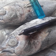 Ikan Baby Tuna Beku Segar Isi 15-40ekor/10kg